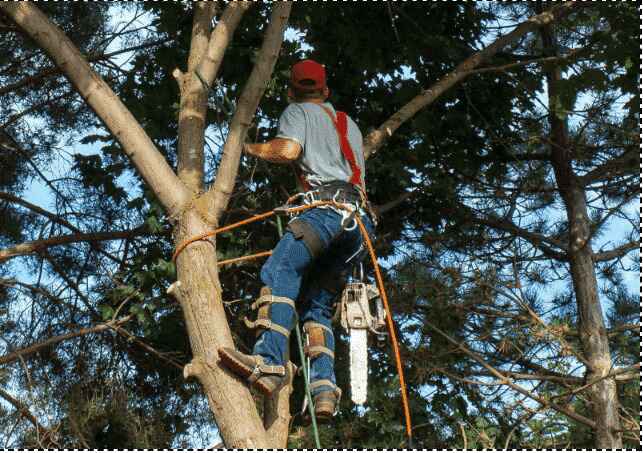 Jardinier en train de découper des branches d'un arbre